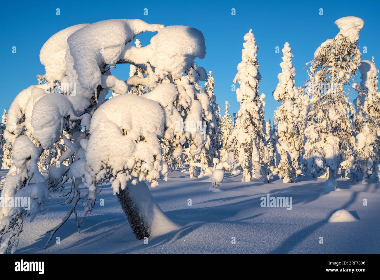 Verschneiter Winterwald, Muddus Nationalpark, Welterbe Laponia, Norrbotten,  Lappland, Schweden, Stock Photo