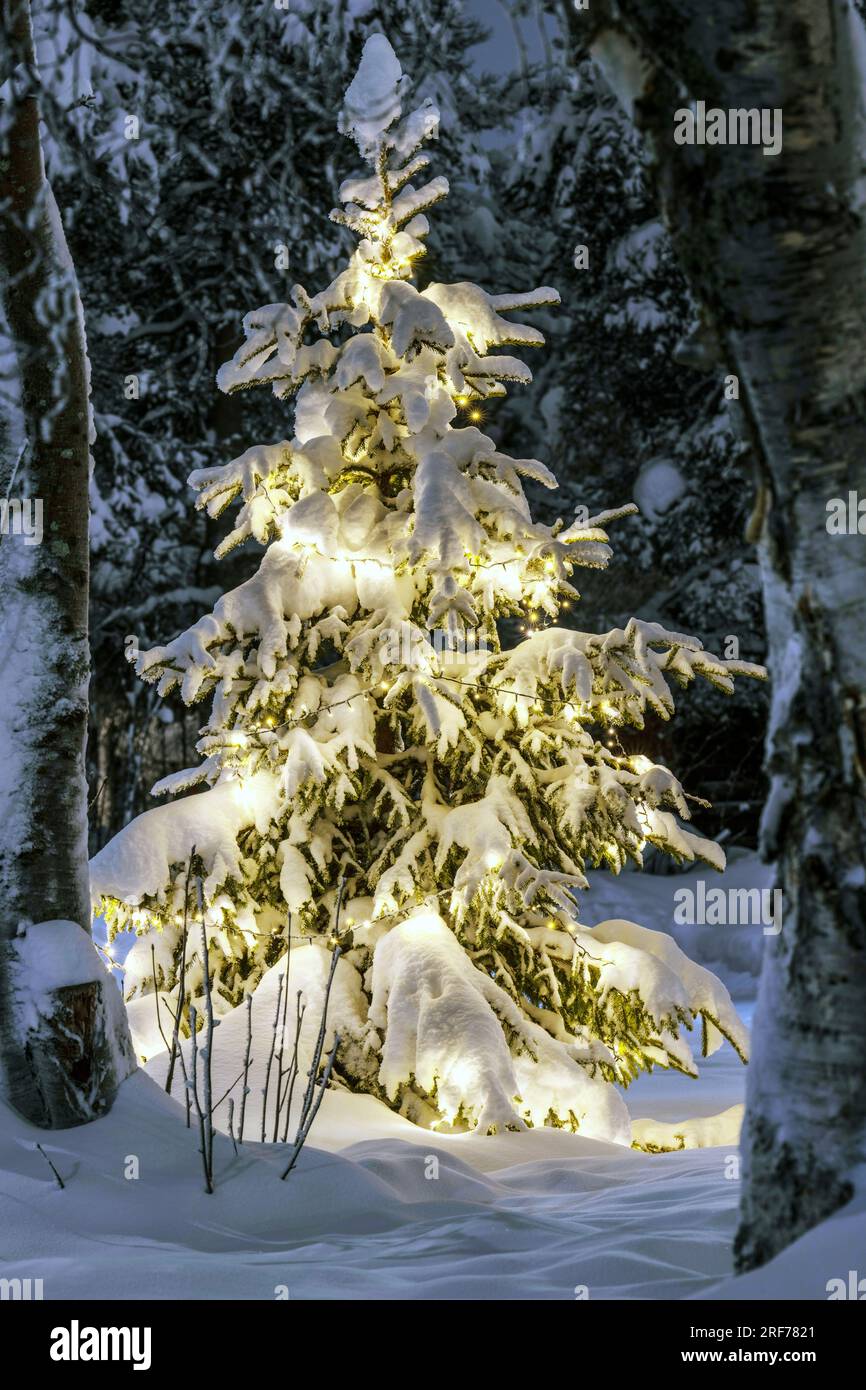 Ein beleuchteter Weihnachtsbaum steht im Winterwald, Winter, Schnee, verschneit, verschneiter Baum, Wald, Garten, Grundstück, Stock Photo