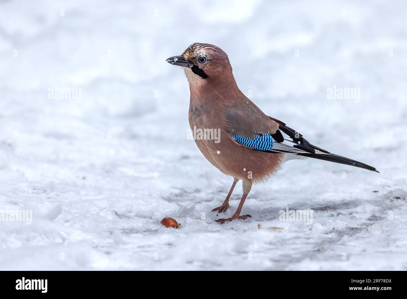 Eichelhäher (Garrulus glandarius), sucht im Winter nach Nahrung, Stock Photo