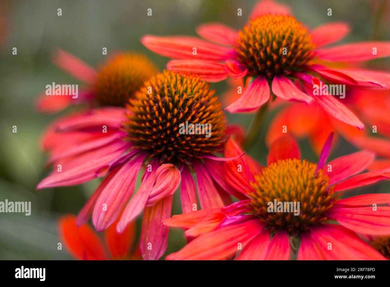 echinacea - coneflowers in the garden - abstrackt background Stock Photo