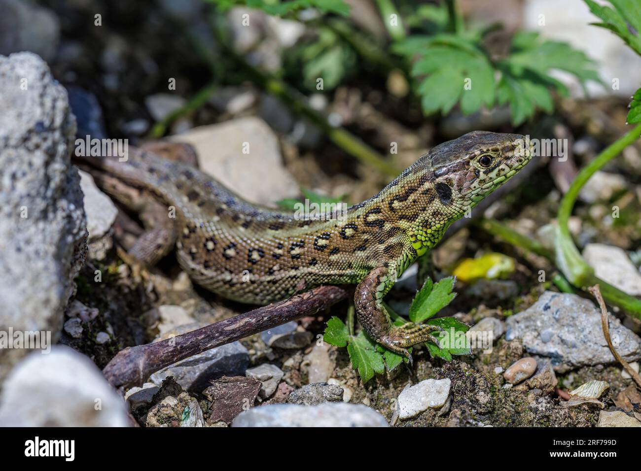 Weibchen der westlichen Zauneidechse