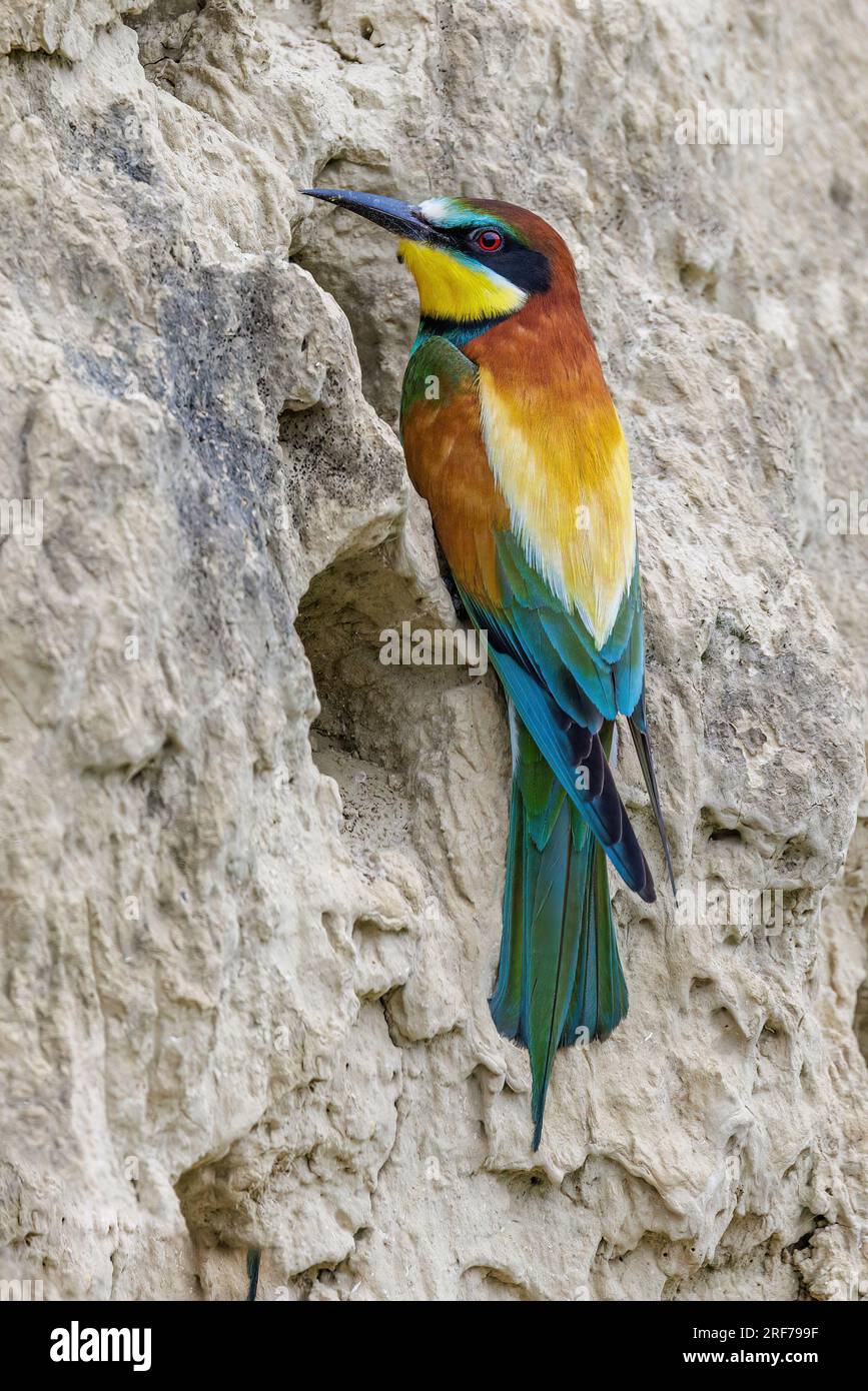 Bienenfresser (Merops apiaster) Stock Photo