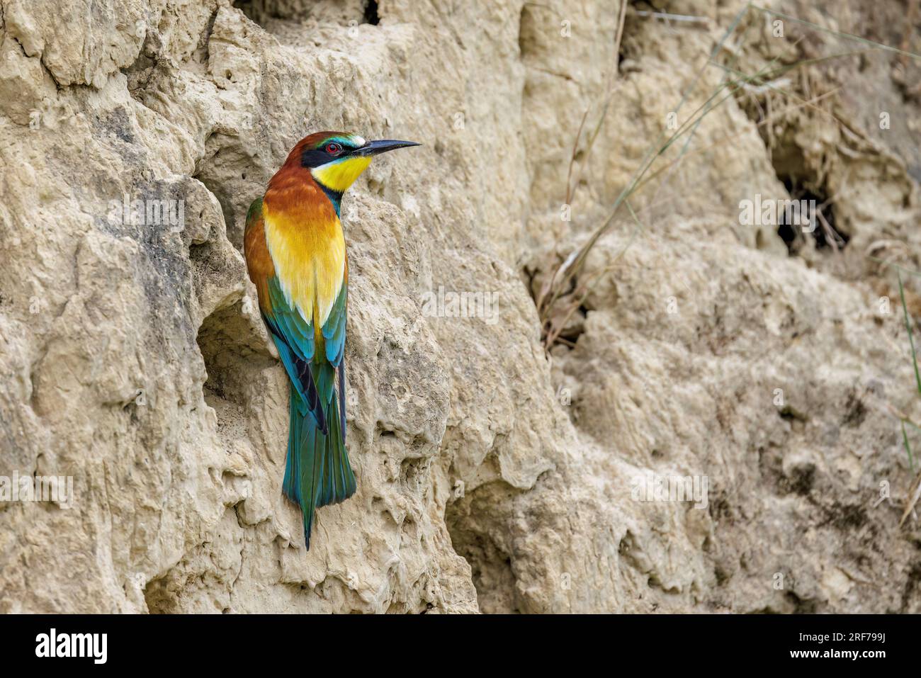 Bienenfresser (Merops apiaster) Stock Photo