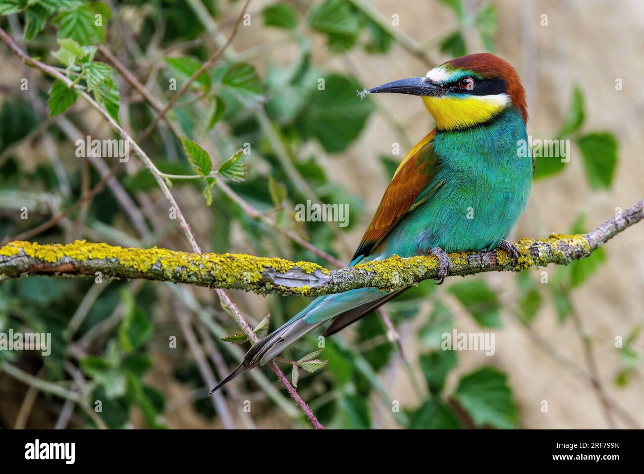 Bienenfresser (Merops apiaster) Stock Photo