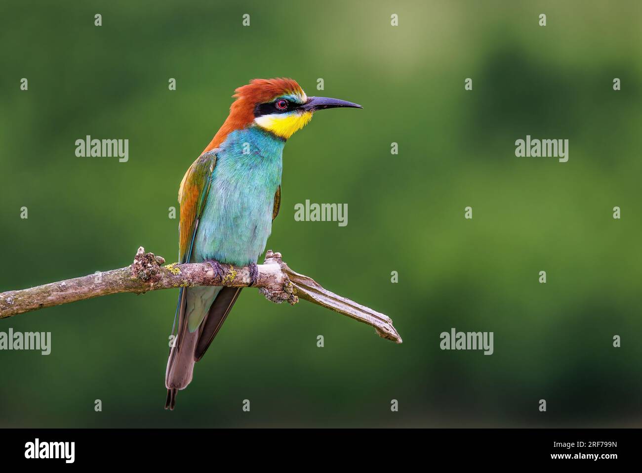 Bienenfresser (Merops apiaster) Stock Photo
