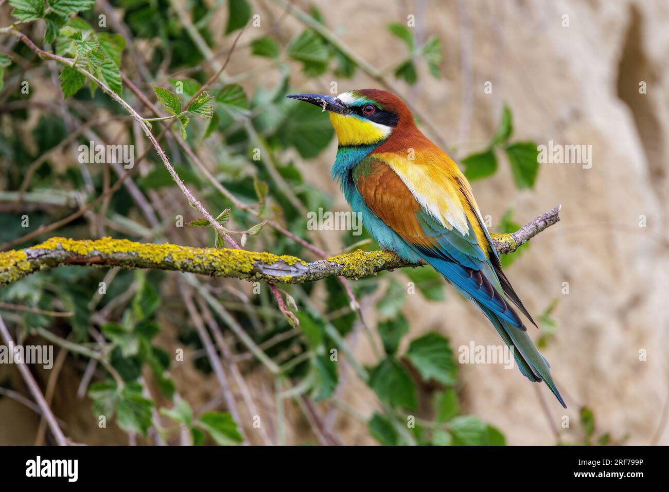 Bienenfresser (Merops apiaster) Stock Photo