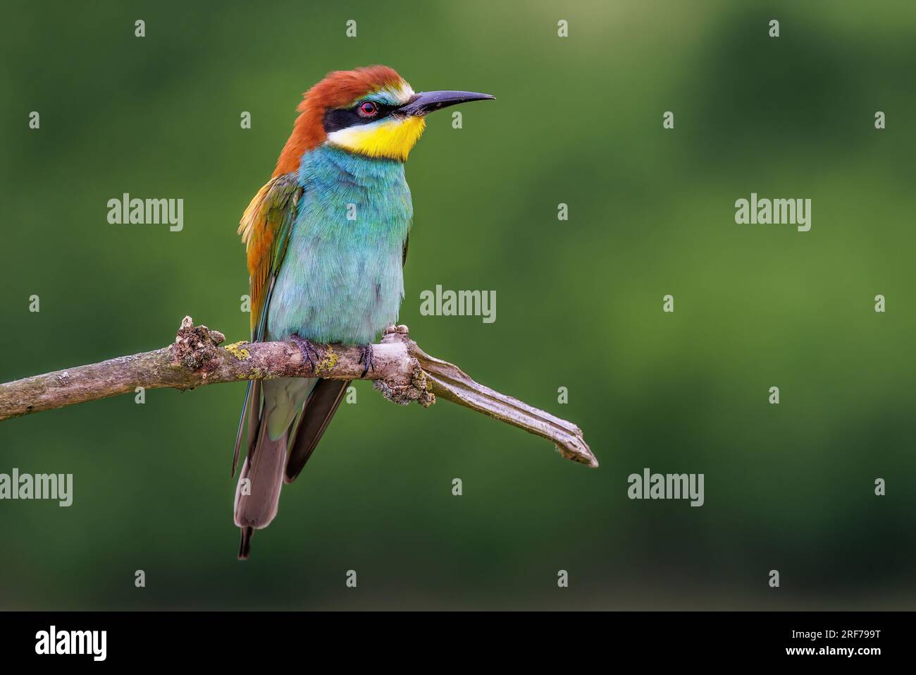 Bienenfresser (Merops apiaster) Stock Photo