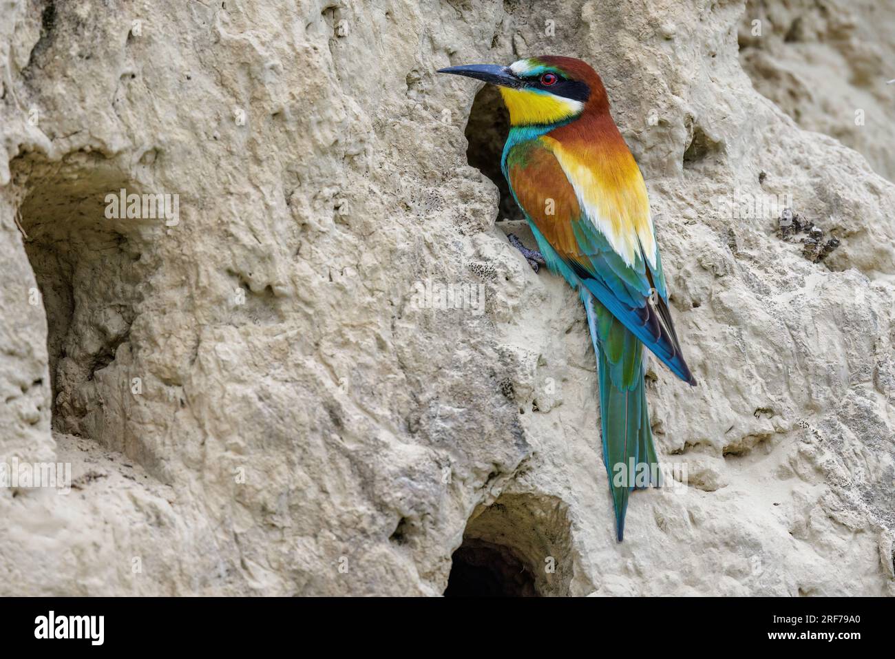 Bienenfresser (Merops apiaster) Stock Photo