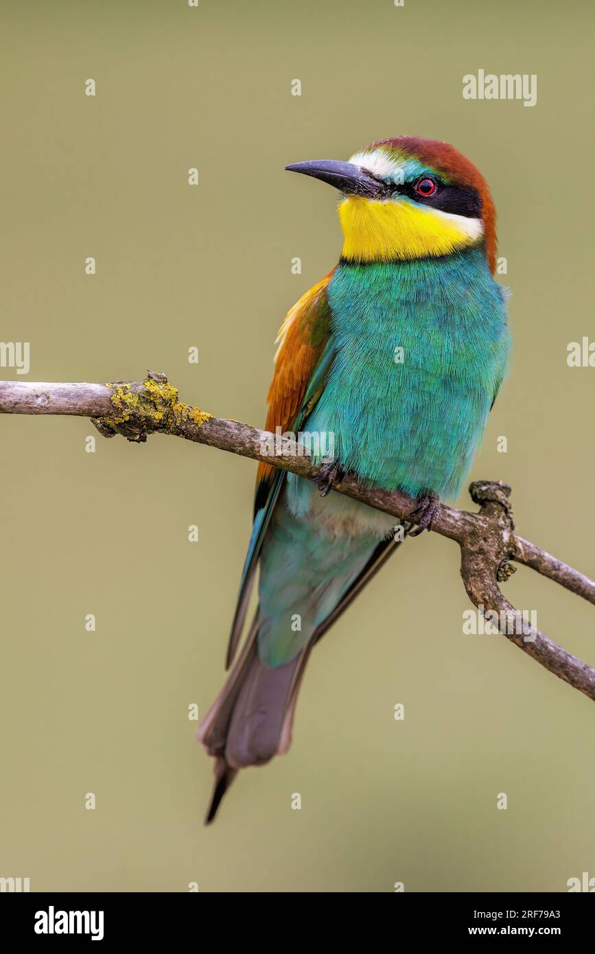 Bienenfresser (Merops apiaster) Stock Photo