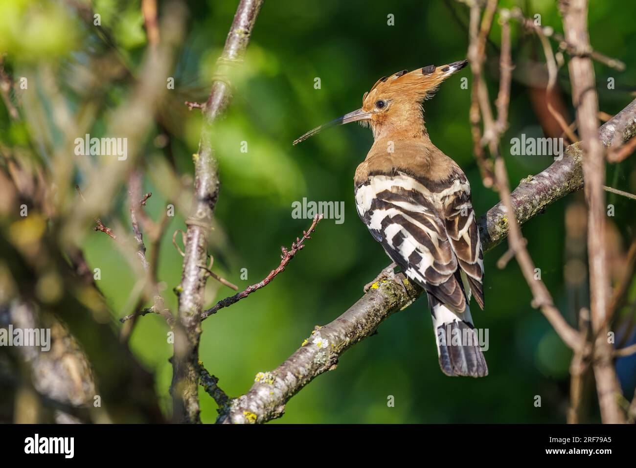Wiedehopf Upupa Epops Stock Photo Alamy