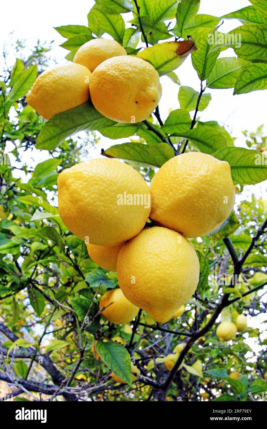 Zitrone (Citrus limon), reife Fruechte am Baum, Spanien, Mallorca | lemon (Citrus limon), mature fruits at tree, Spain, Majorca Stock Photo