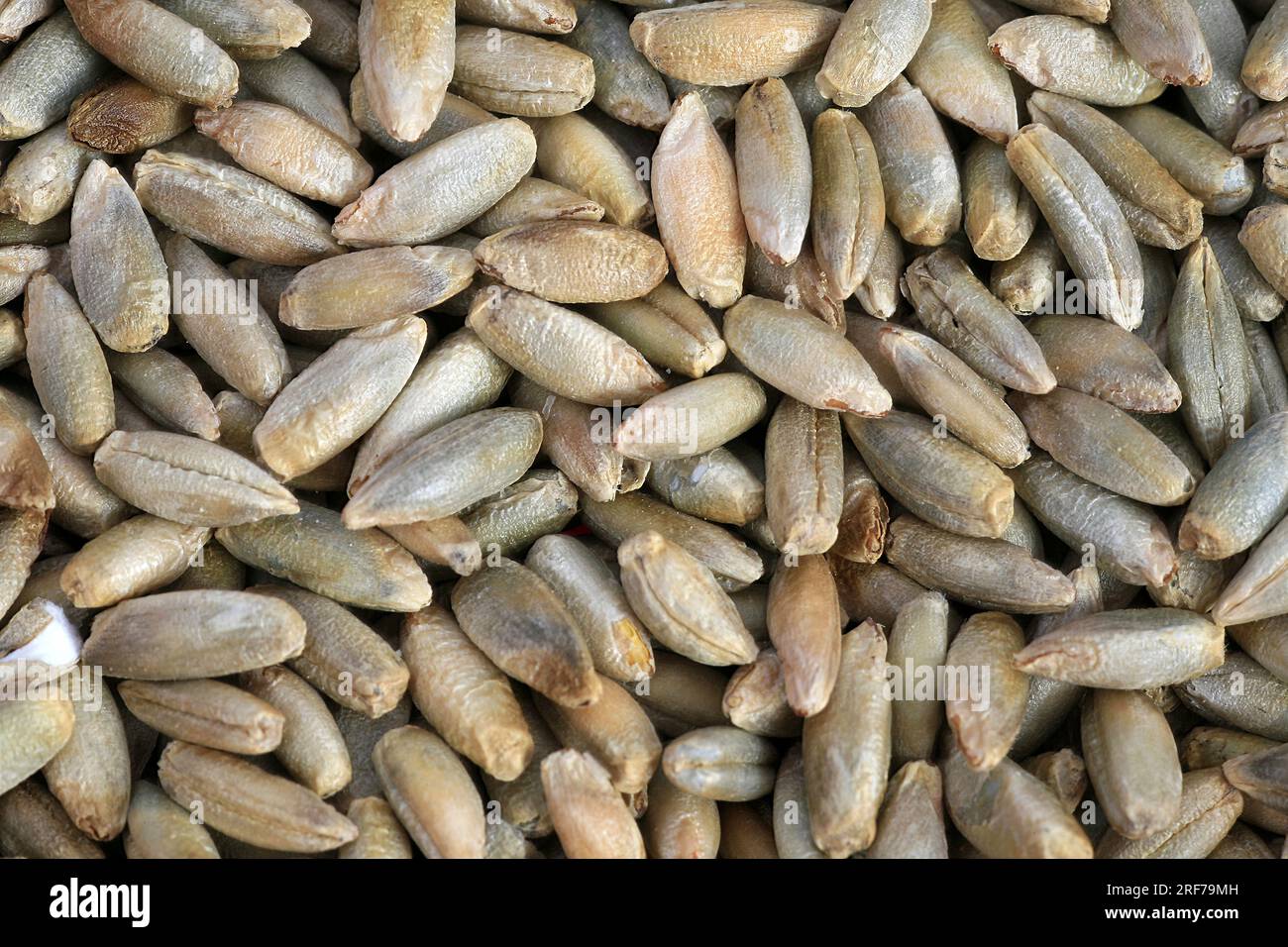 Saat-Roggen, Roggen (Secale cereale), Koerner | cultivated rye (Secale cereale), grains Stock Photo
