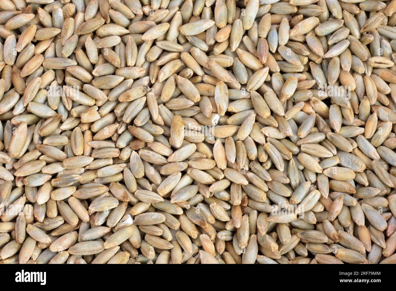 Saat-Roggen, Roggen (Secale cereale), Koerner | cultivated rye (Secale cereale), grains Stock Photo