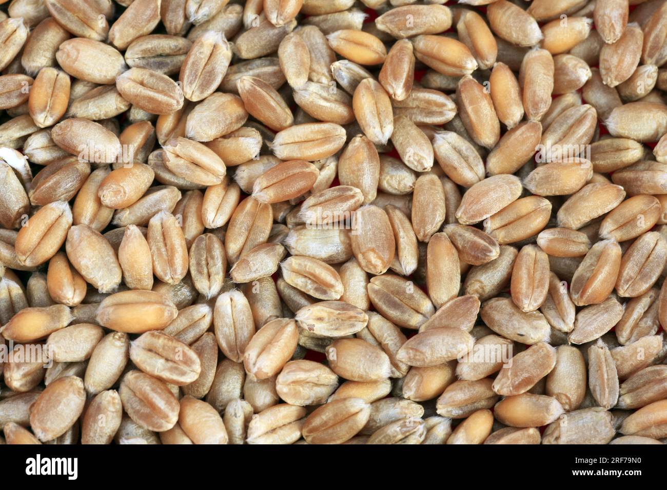 Saat-Weizen, Weich-Weizen, Weizen (Triticum aestivum), Koerner | bread wheat, cultivated wheat (Triticum aestivum), grains, Stock Photo