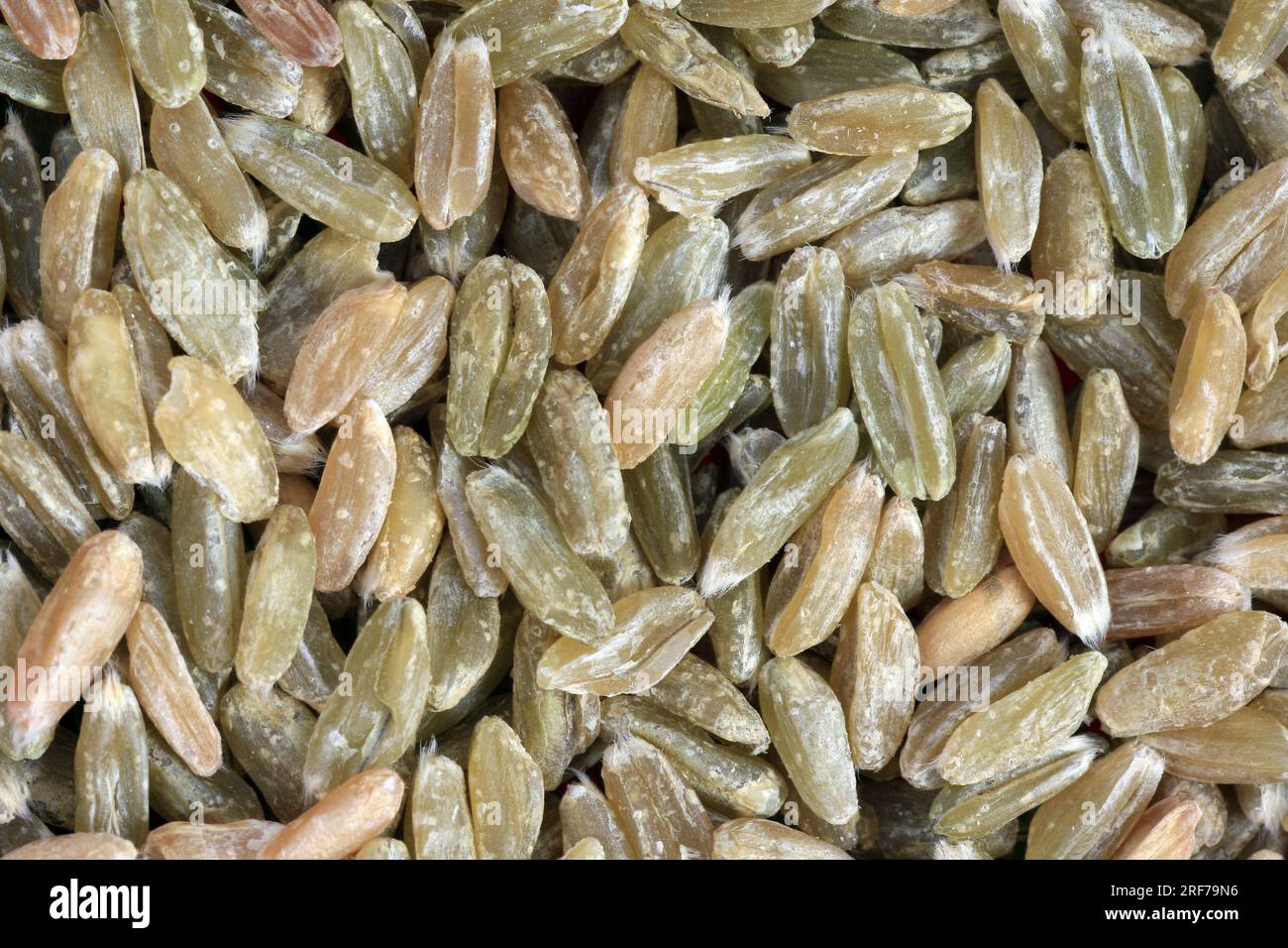 Dinkel, Spelz (Triticum spelta), Gruenkern, Koerner | spelt wheat (Triticum spelta), unripe spelt grain, grains Stock Photo