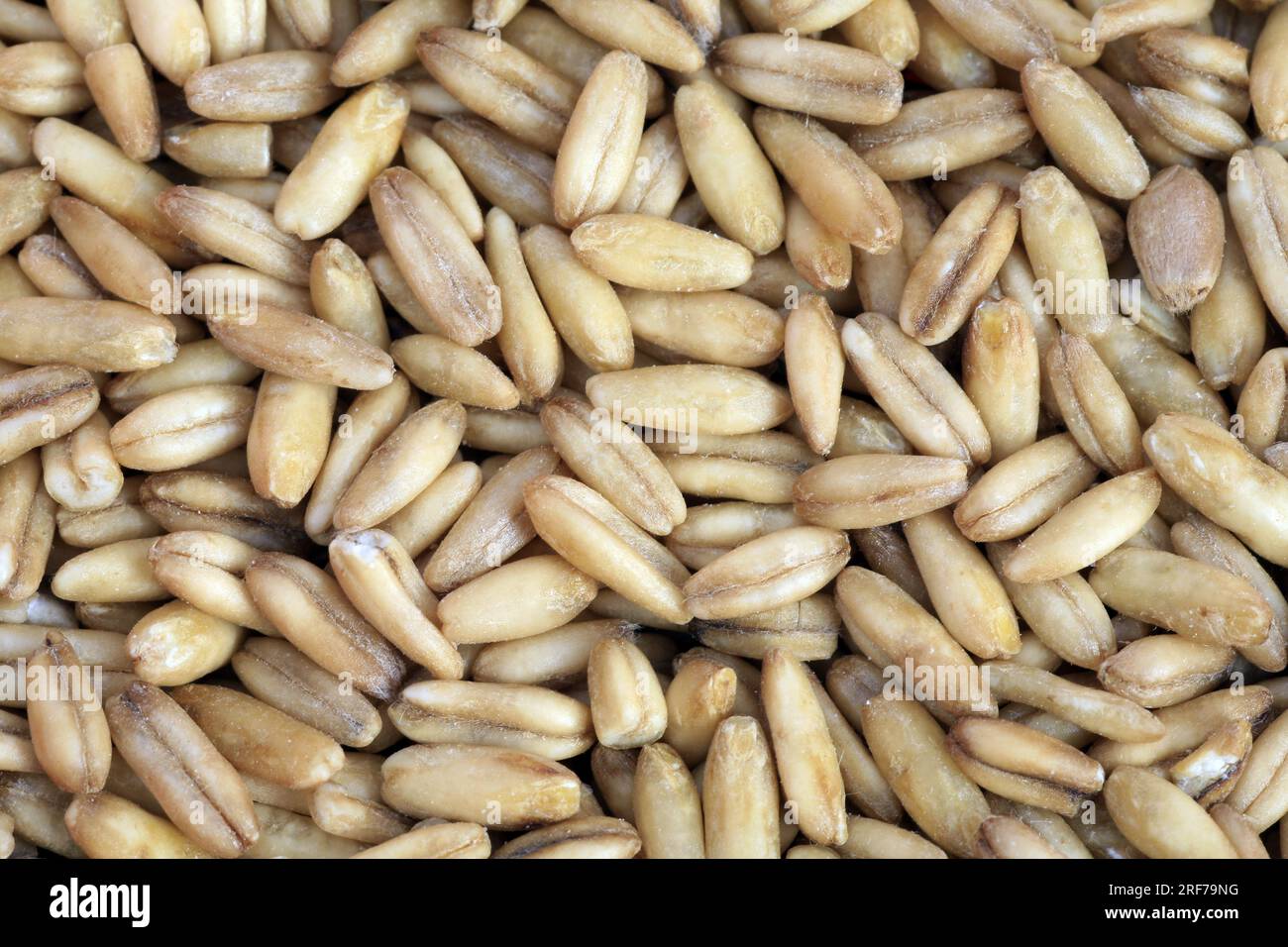 Saat-Hafer, Hafer (Avena sativa), entspelzte Koerner | cultivated oat, common oat (Avena sativa), peeled grains Stock Photo