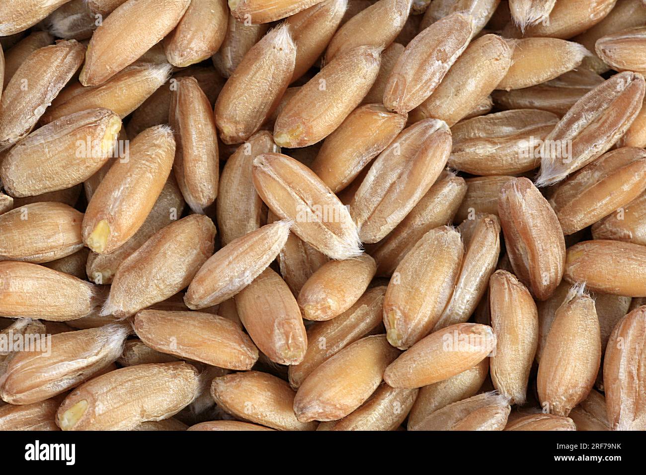 Dinkel, Spelz (Triticum spelta), Koerner | spelt wheat (Triticum spelta), grains Stock Photo