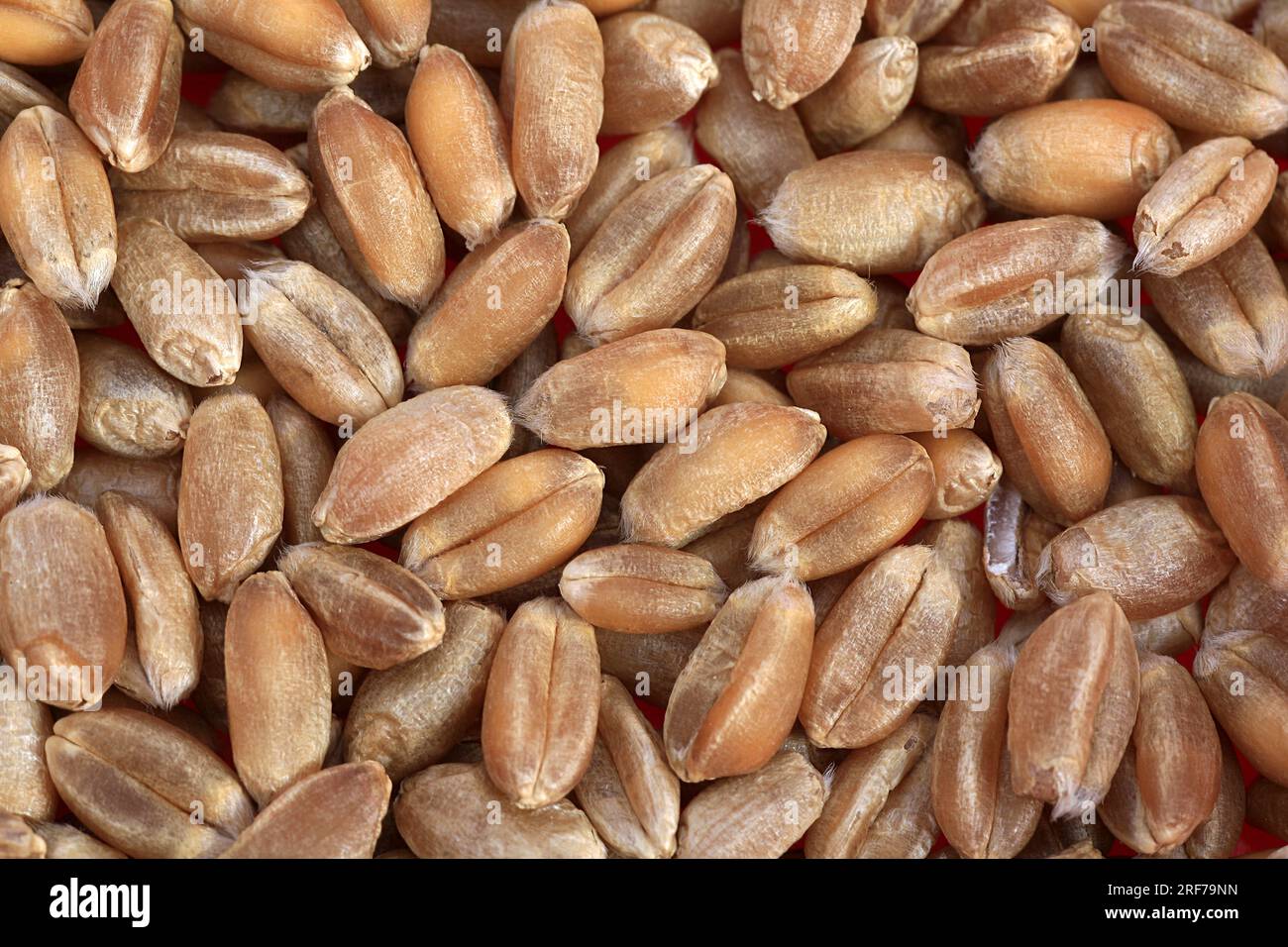 Saat-Weizen, Weich-Weizen, Weizen (Triticum aestivum), Koerner | bread wheat, cultivated wheat (Triticum aestivum), grains, Stock Photo