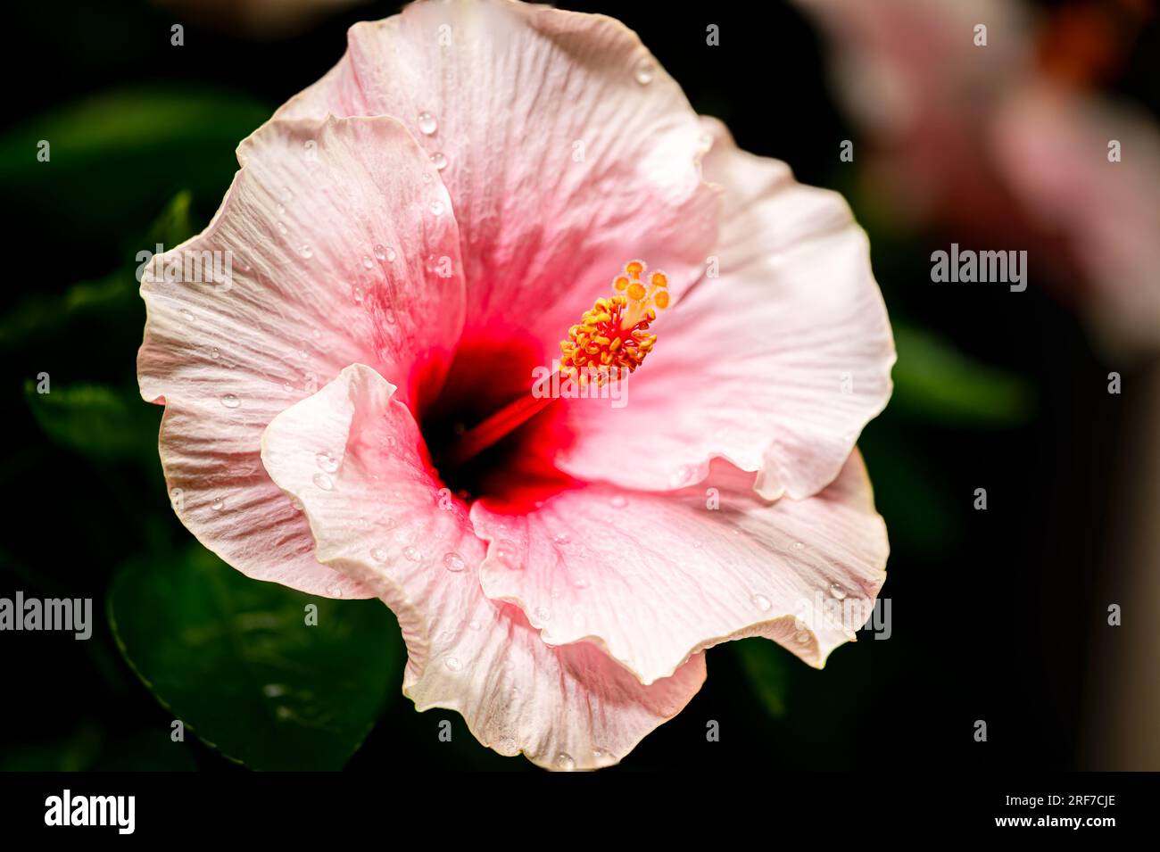 Close up to a violet hibiscus flower. A pink hibiscus in a malaysian