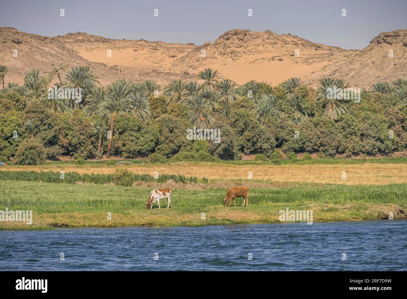 ägypten landwirtschaft nil hi-res stock photography and images - Alamy