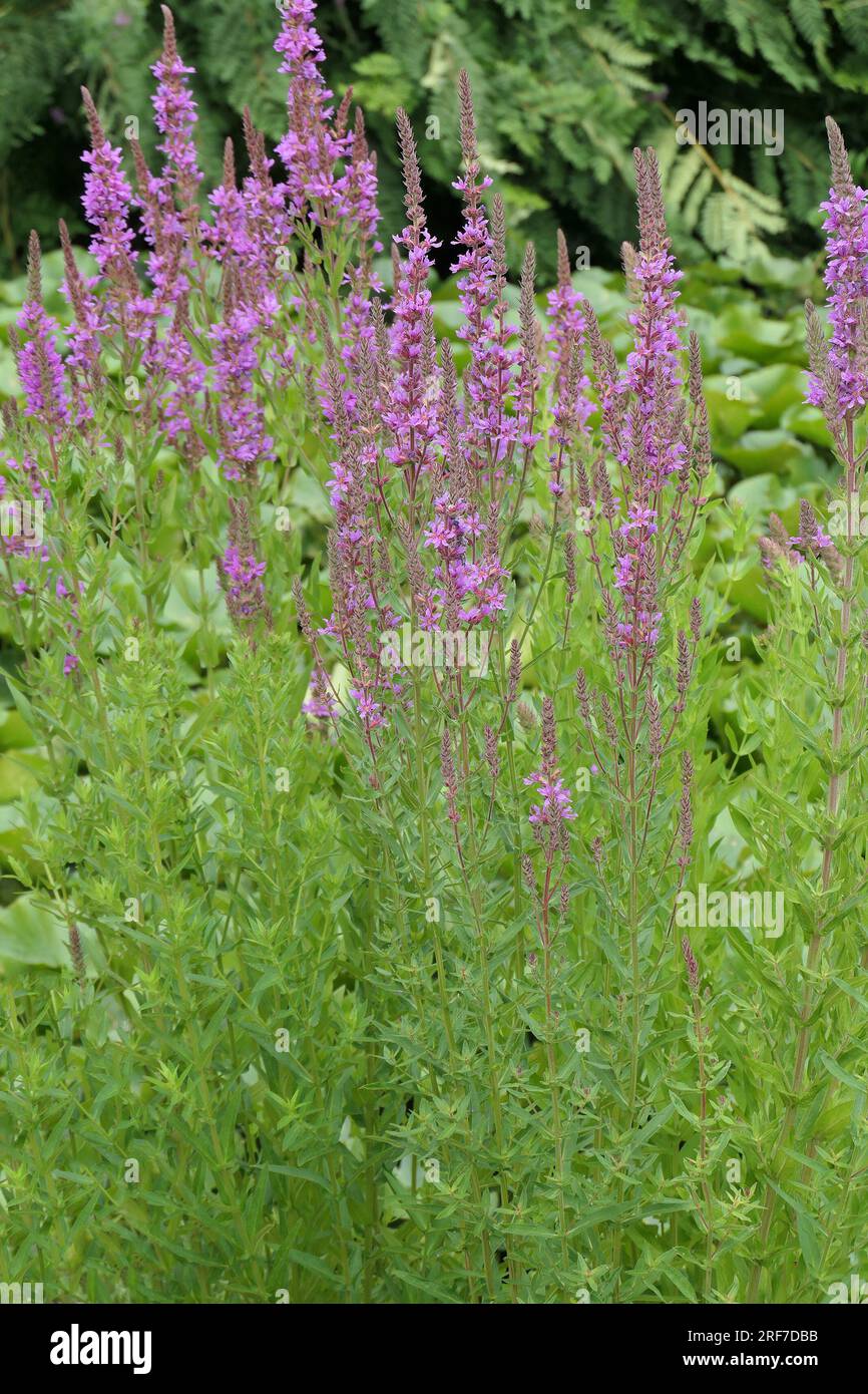 Closeup of the pink purple flowering herbaceous perennial garden plant filling the frame. Stock Photo