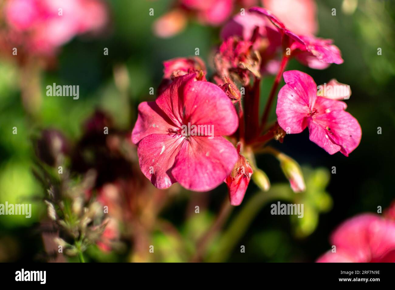 Close Up of Pink Zonal Geraniums Stock Photo