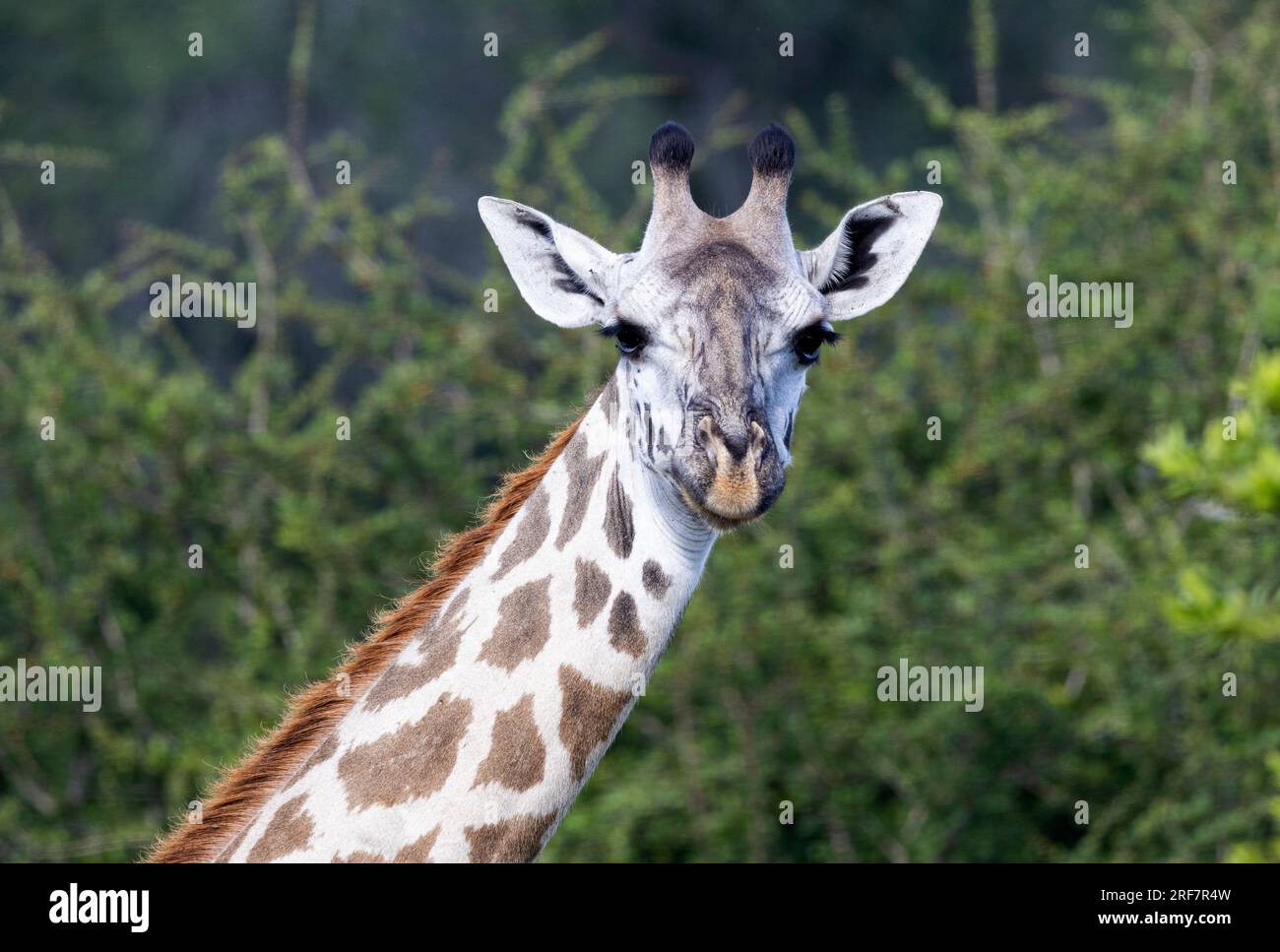 A young female Giraffe stares curiously at the vehicle. Blessed with
