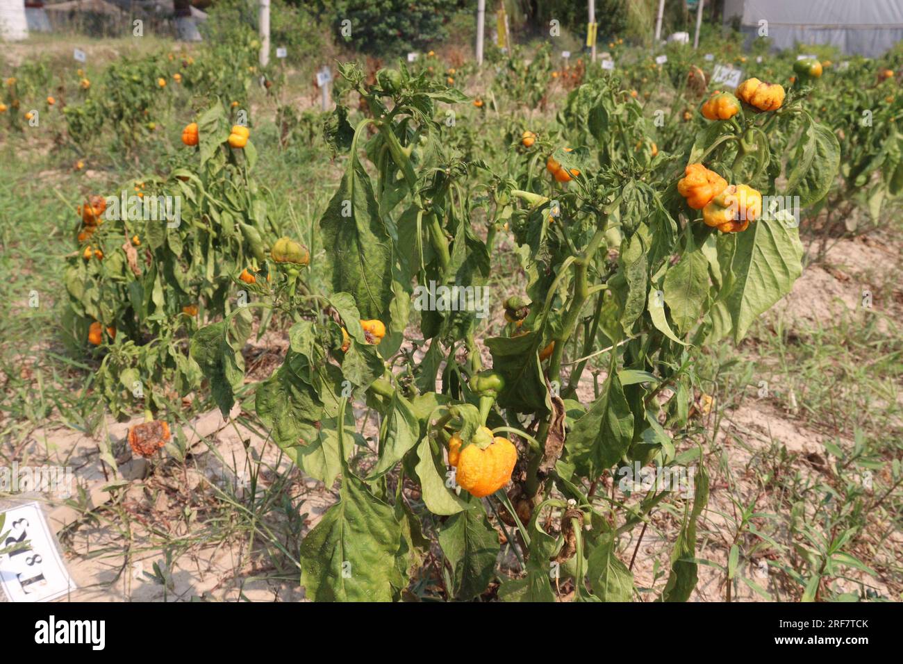 chili pepper on tree in farm for harvest are cash crops Stock Photo Alamy