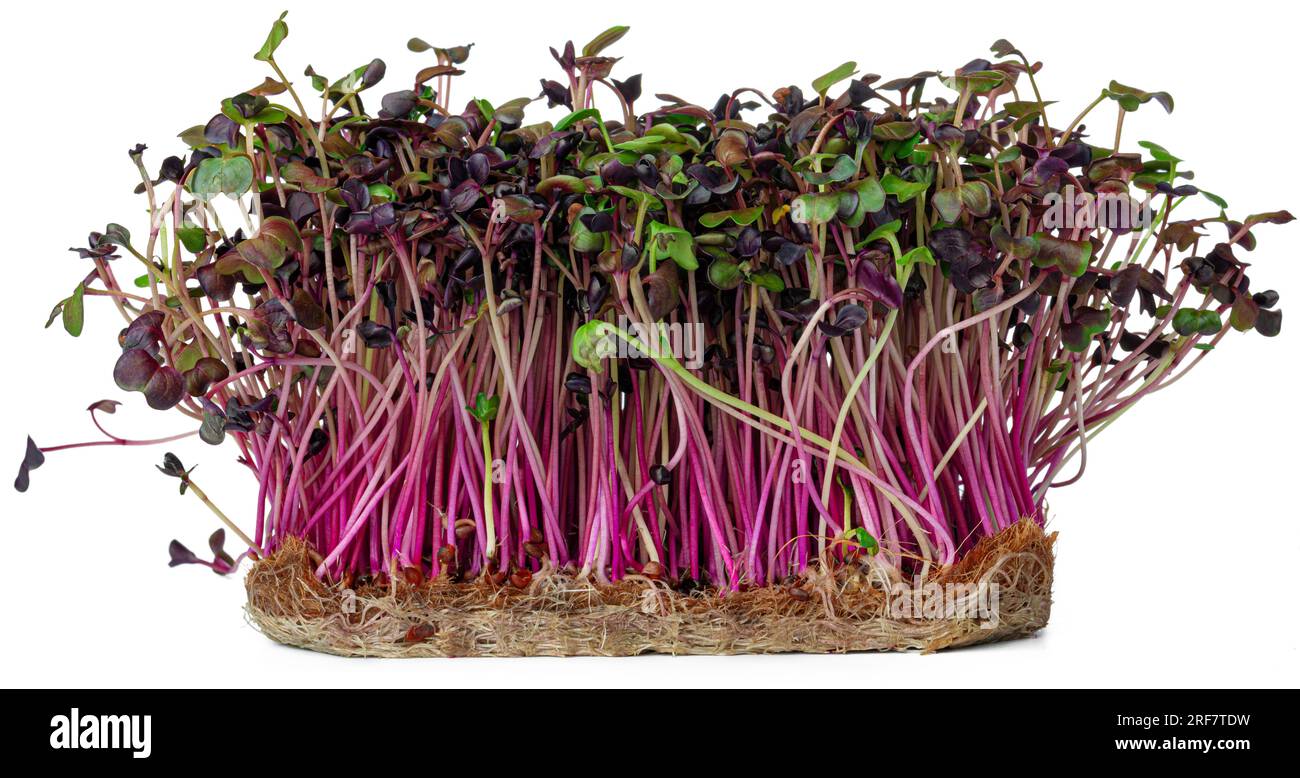 Microgreens radish on growing Cut Out Stock Images & Pictures - Alamy