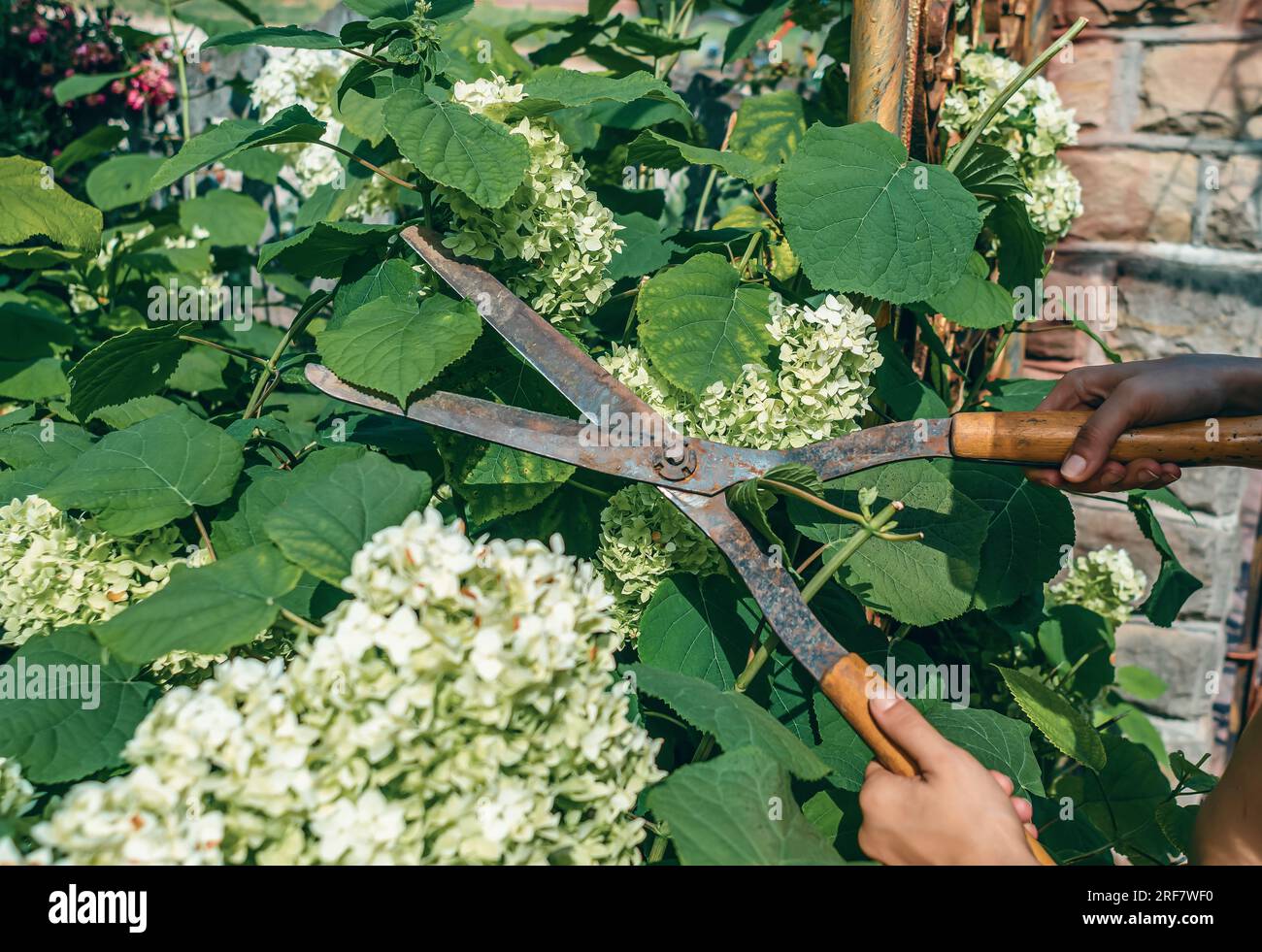 The gardener hands are pruned with special pruning shears bush roses in garden. Care of plants