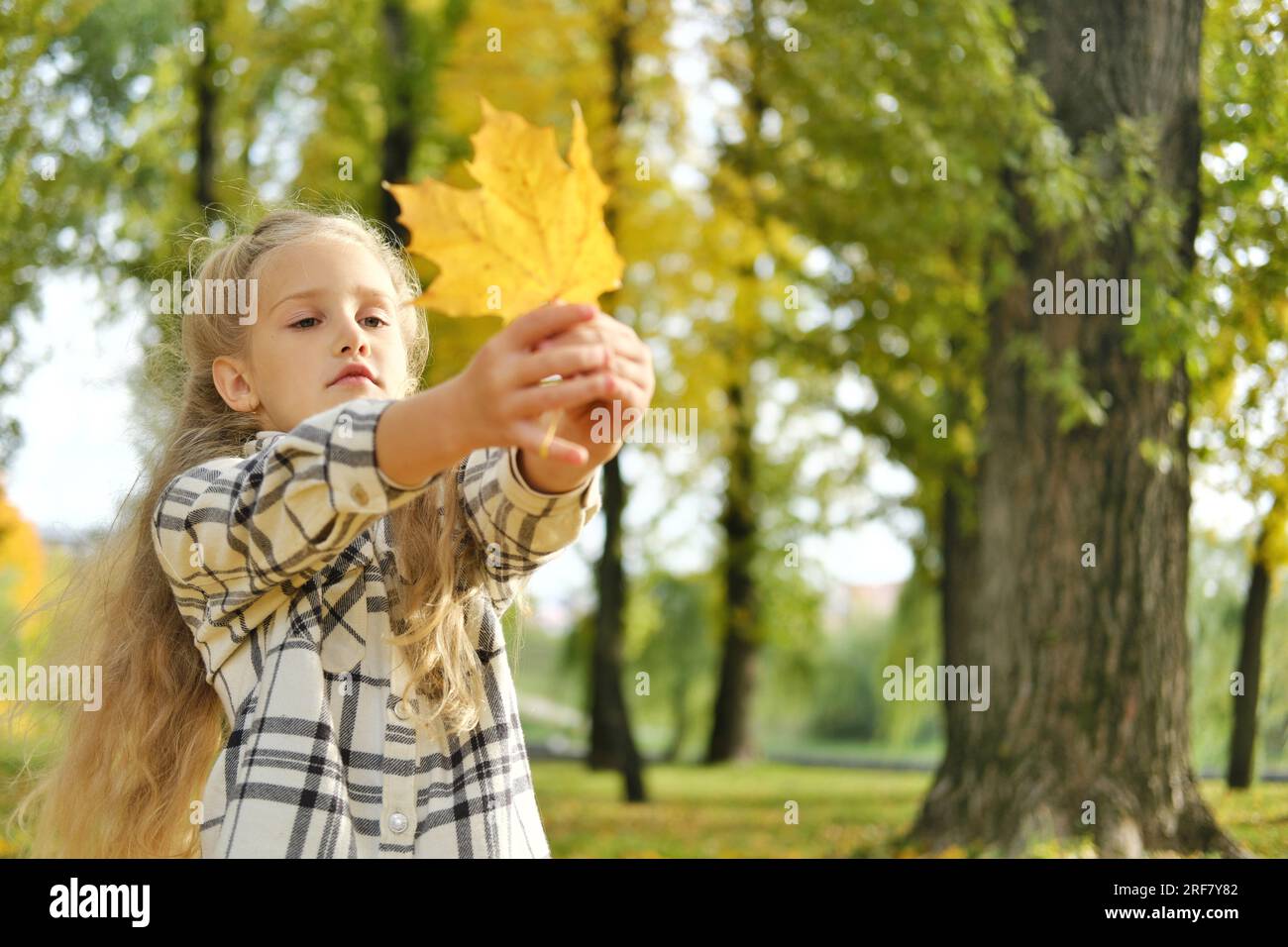 A little blonde girl holds an autumn leaf in her hands and look at it. Horizontal photo Stock Photo