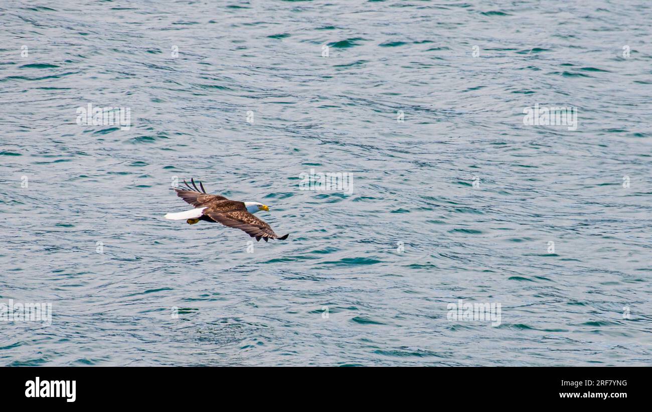 flying eagle over the ocean with wings preading near the port Icy