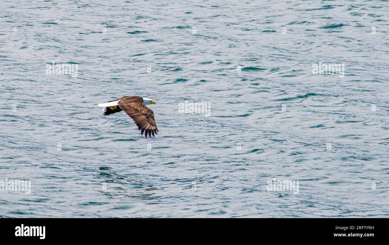 flying bald eagle over the ocean, with wings spreading, near cruise