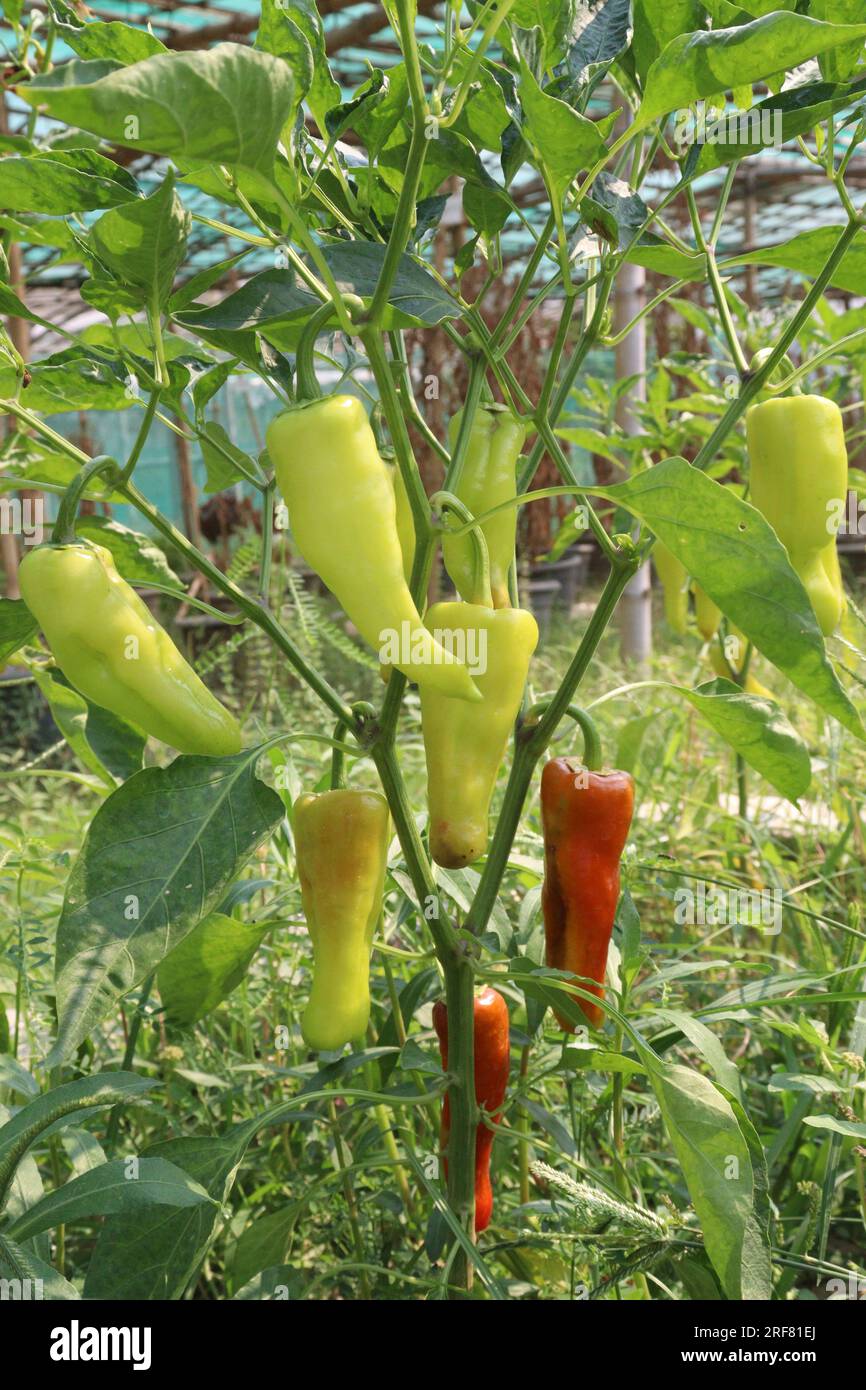 The banana pepper is a mediumsized member of the chili pepper family