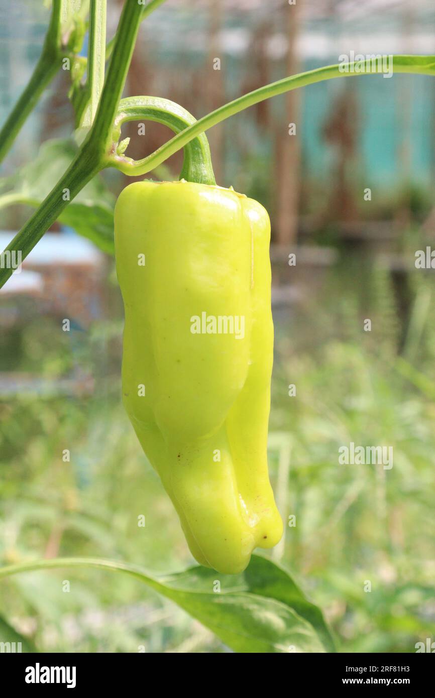 The banana pepper is a mediumsized member of the chili pepper family