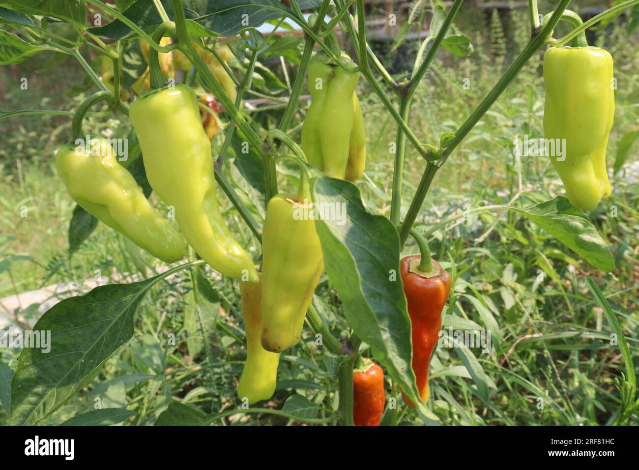 The banana pepper is a mediumsized member of the chili pepper family