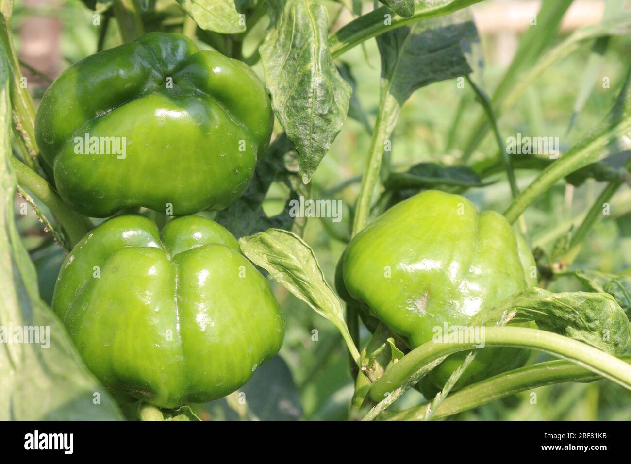chili pepper on tree in farm for harvest are cash crops Stock Photo Alamy
