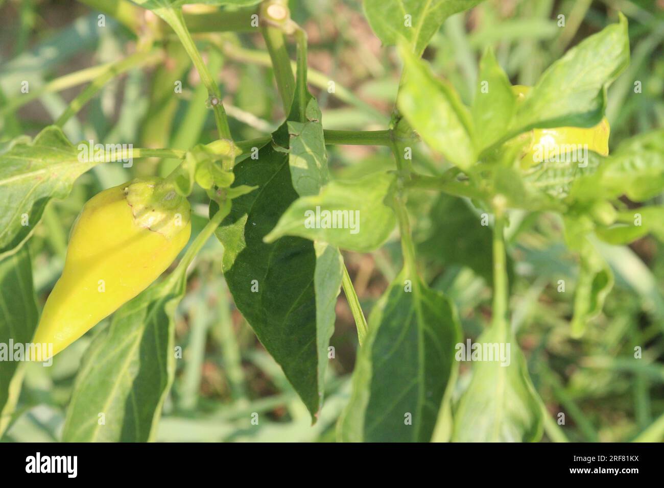 The banana pepper is a mediumsized member of the chili pepper family