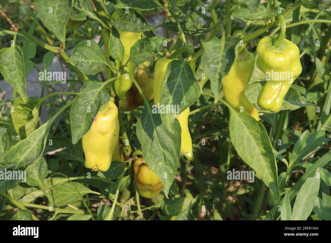 The banana pepper is a mediumsized member of the chili pepper family