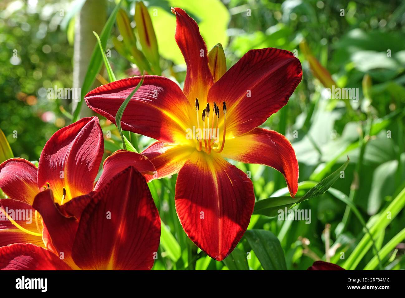 Hemerocallis Daylily 'Ruby Spider' n flower. Stock Photo