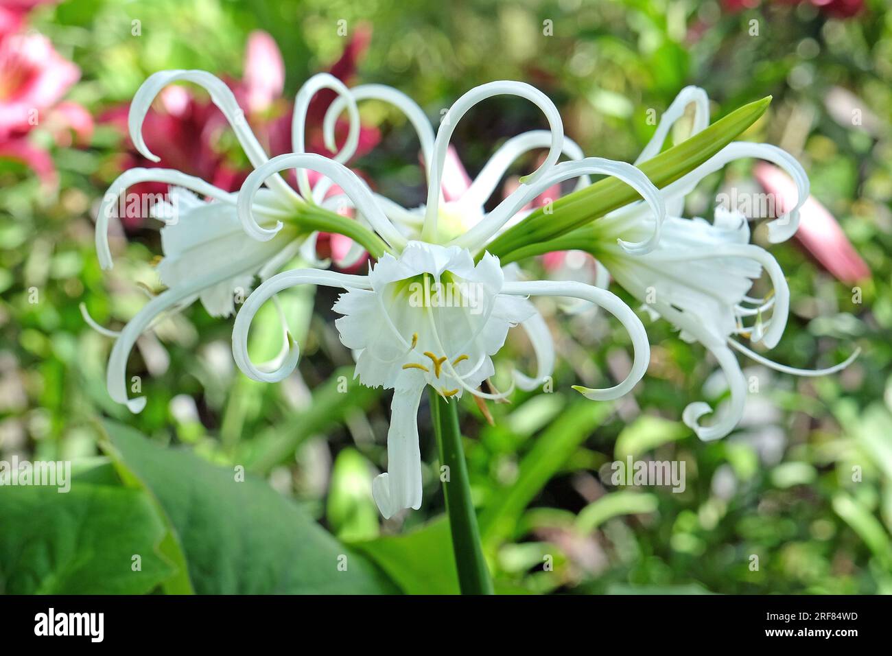 Hymenocallis spider lily 'Zwanenburg' in flower. Stock Photo