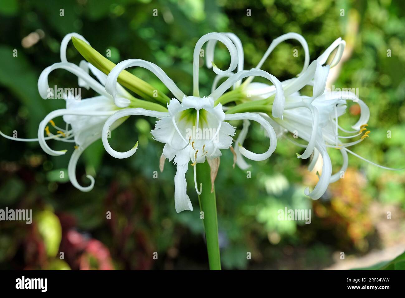 Hymenocallis spider lily 'Zwanenburg' in flower. Stock Photo