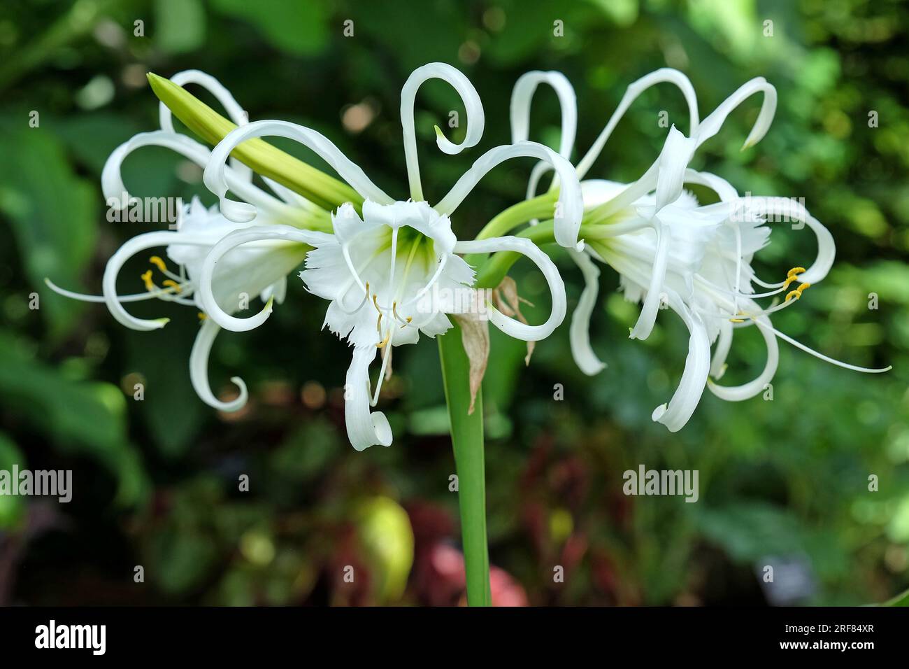 Hymenocallis spider lily 'Zwanenburg' in flower. Stock Photo