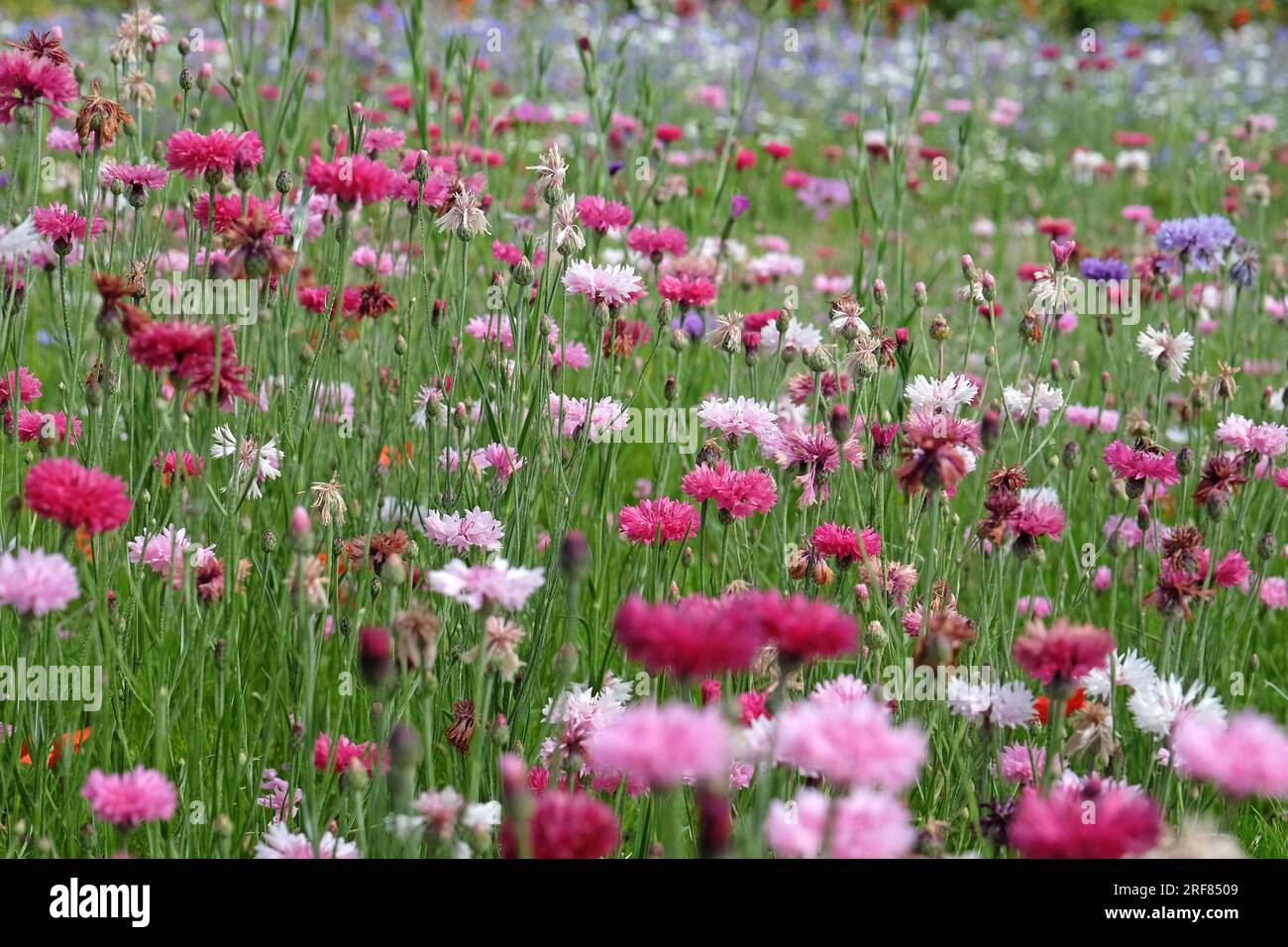 Bachelorテ不 button cornflower in flower. Stock Photo