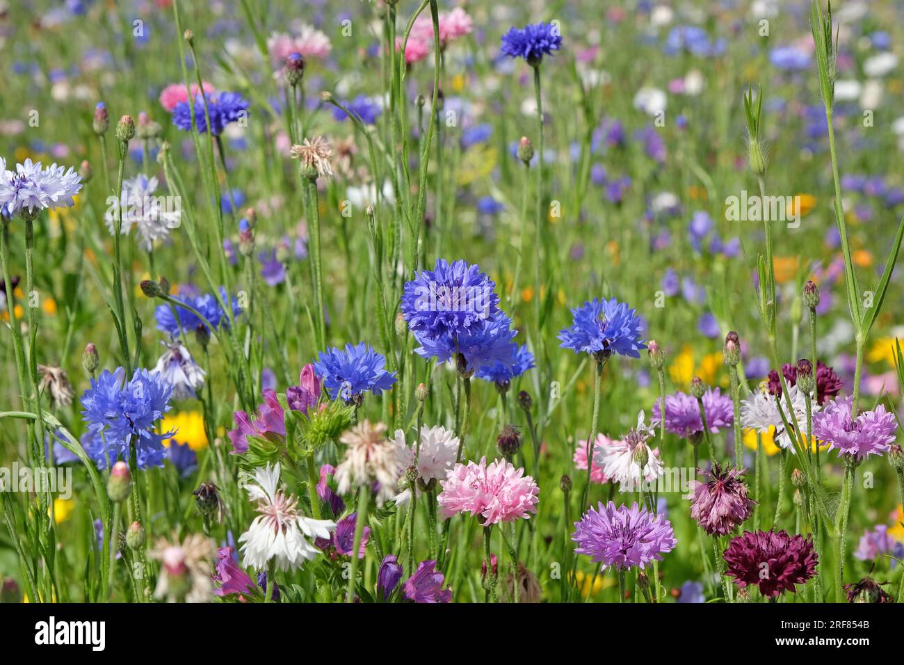 BachelorÕs button cornflower in flower. Stock Photo