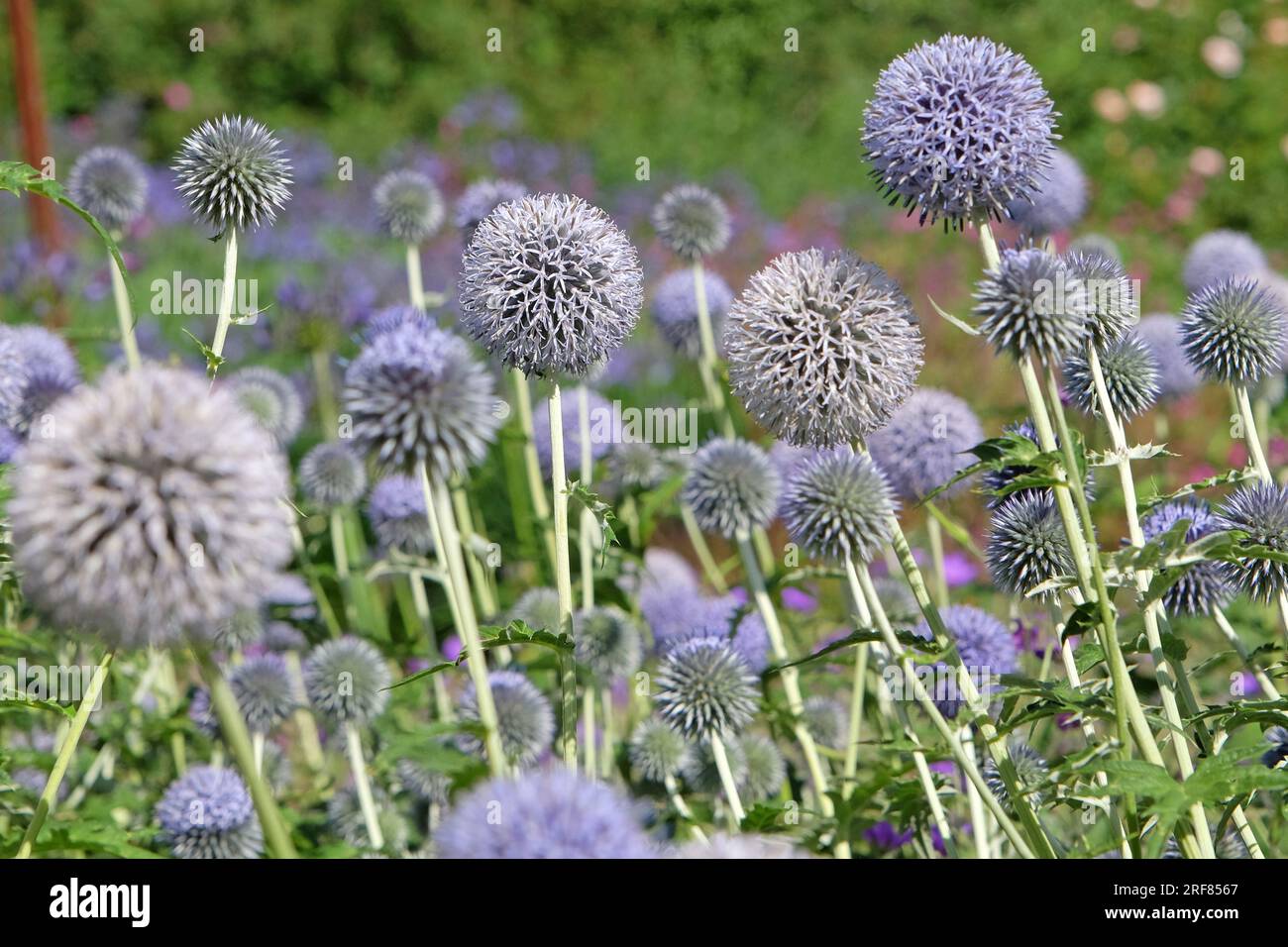 Echinops 'Taplow Blue' globe thistle in flower Stock Photo