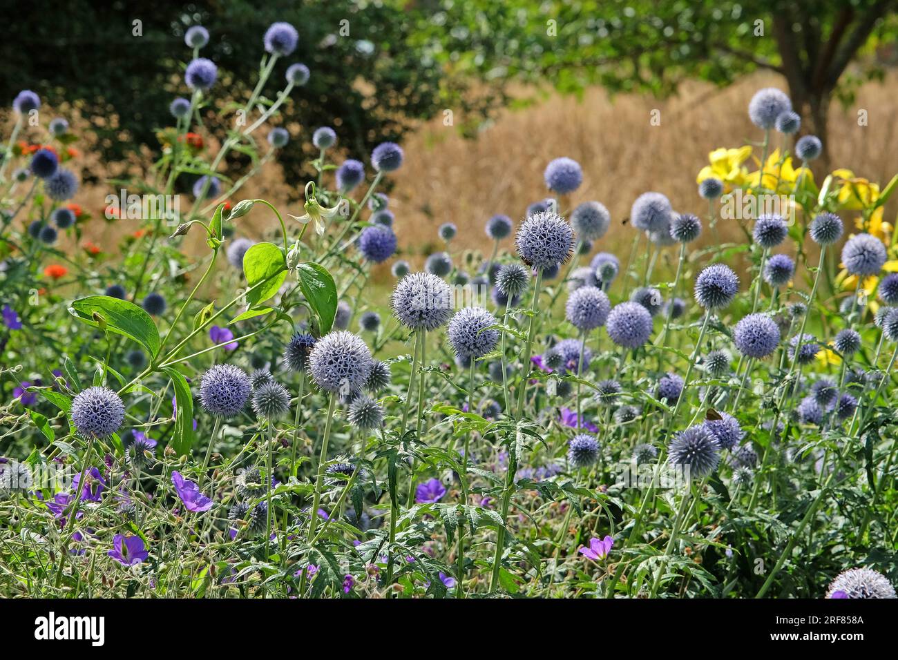 Echinops 'Taplow Blue' globe thistle in flower Stock Photo