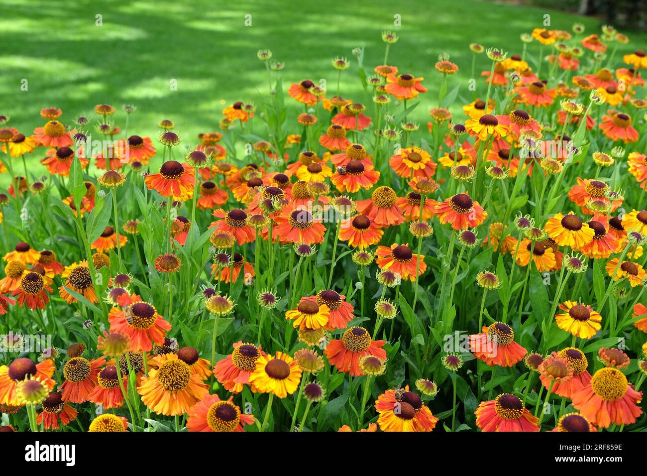 Orange Helenium 'Sahin's Early Flowerer' in flower Stock Photo - Alamy