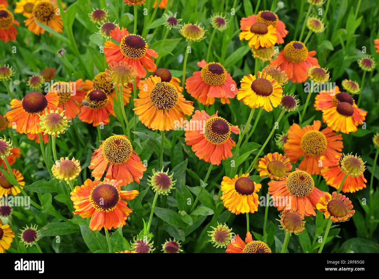 Orange Helenium 'Sahin's Early Flowerer' in flower. Stock Photo