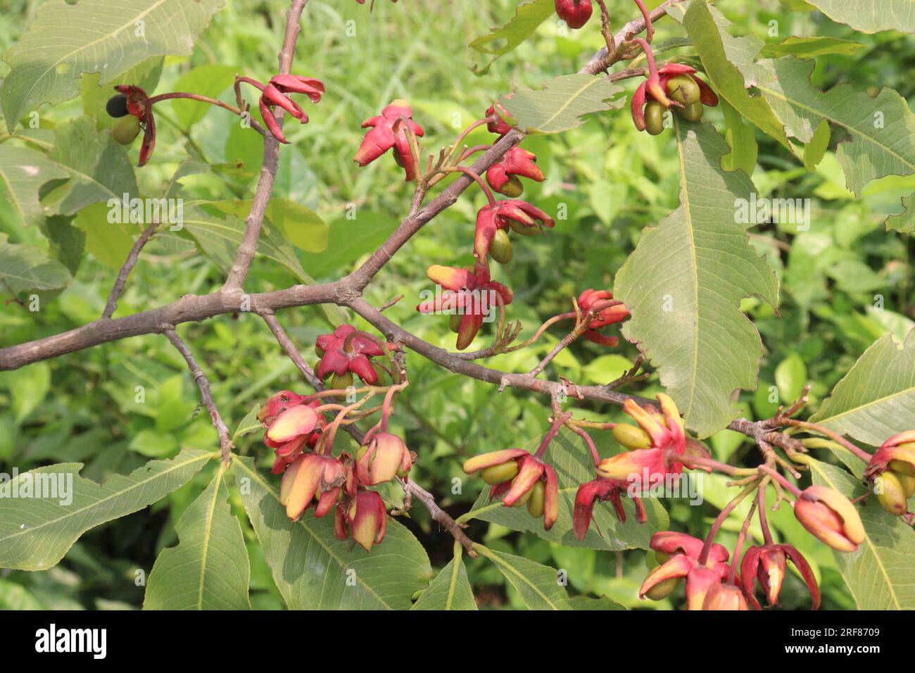 Ochna squarrosa flower plant also called konok chapa on farm for harvest are cash crops Stock Photo